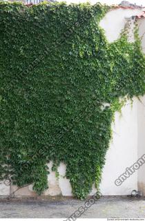 wall overgrown ivy 0012